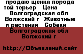 продаю щенка порода той терьер › Цена ­ 5 000 - Волгоградская обл., Волжский г. Животные и растения » Собаки   . Волгоградская обл.,Волжский г.